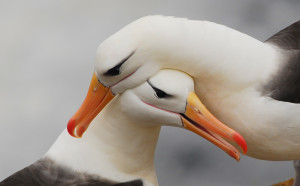 Schwarzbrauen-Albatros